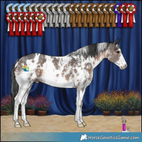 Horse Color:White Spotted Brown Sabino