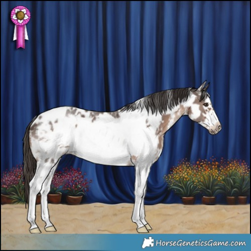 Horse Color:White Spotted Liver Chestnut Sabino Frame 