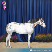 Horse Color:White Spotted Liver Chestnut Sabino Frame 