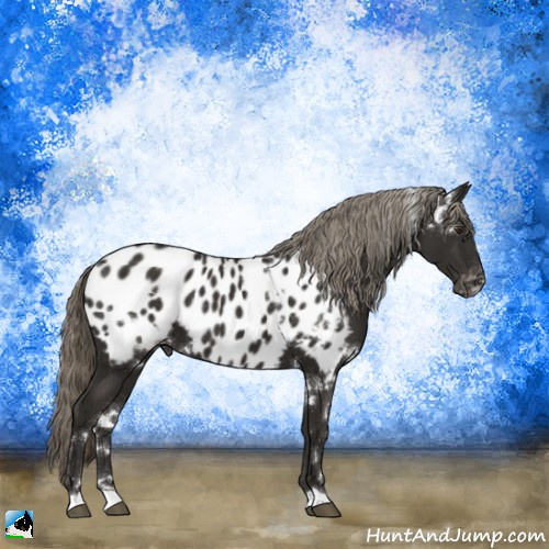 Horse Color:White Spotted Liver Chestnut Appaloosa 