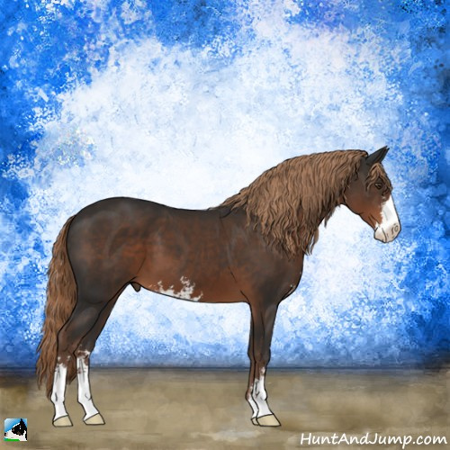 Horse Color:Liver Chestnut Sabino 