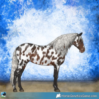 Horse Color:White Spotted Liver Chestnut Mushroom Sabino Appaloosa 