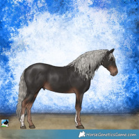 Horse Color:Liver Chestnut Mushroom Sabino
