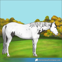 Horse Color:White Spotted Smoky Black Splash Tobiano Rabicano