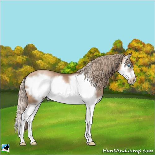 Horse Color:Liver Chestnut Pearl Splash Frame Rabicano 