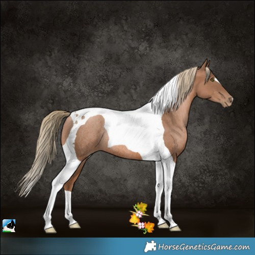 Horse Color:Liver Chestnut Pearl Tobiano Rabicano