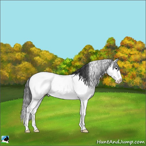 Horse Color:Black Sabino Appaloosa Rabicano 