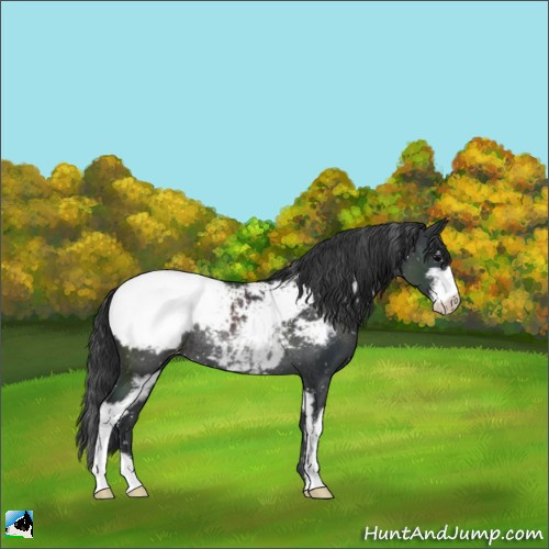 Horse Color:Black Sabino Appaloosa Rabicano 
