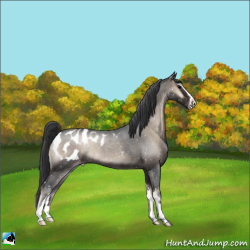 Horse Color:Blue Onyx Roan Sabino Appaloosa Rabicano 