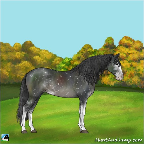 Horse Color:Black Sabino Appaloosa Rabicano 