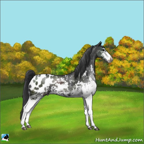 Horse Color:Black Sabino Appaloosa 