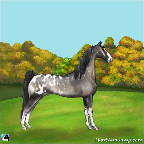 Horse Color:Blue Onyx Sabino Blanket Rabicano 