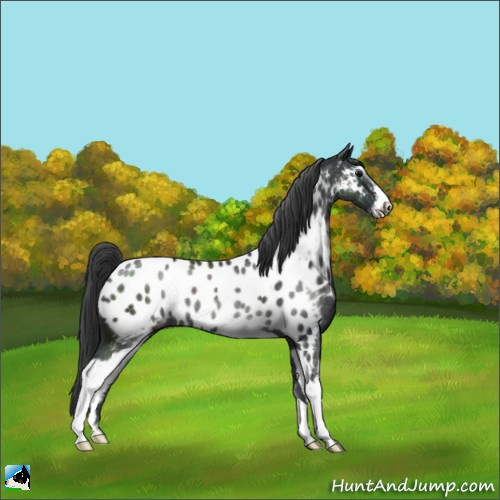 Horse Color:Black Sabino Appaloosa Rabicano 