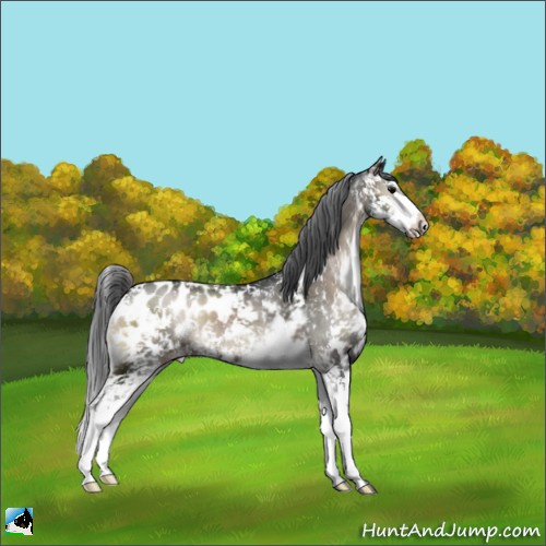 Horse Color:Blue Onyx Sabino Appaloosa Rabicano 