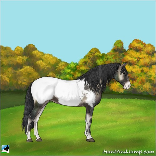 Horse Color:Blue Onyx Sabino Appaloosa Rabicano 
