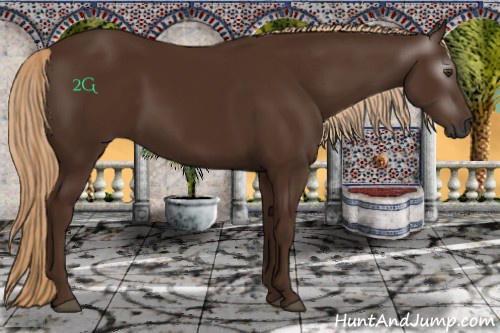 Horse Color:Gray Chestnut 