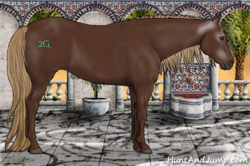 Horse Color:Gray Chestnut 