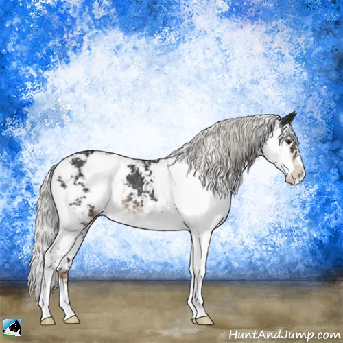 Horse Color:Liver Chestnut Mushroom Sabino Rabicano 