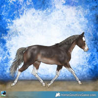 Horse Color:Liver Chestnut Mushroom Sabino Splash Rabicano