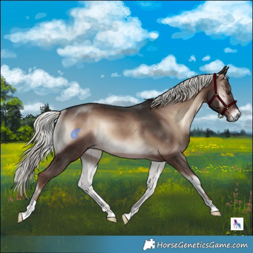 Horse Color:Liver Red Onyx Mushroom Rabicano 