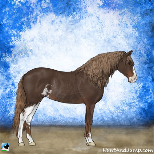 Horse Color:Liver Chestnut Sabino Rabicano 