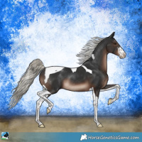 Horse Color:Liver Chestnut Mushroom Sabino Tobiano Rabicano