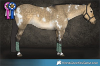 Horse Color:White Spotted Buckskin Dun Rabicano 