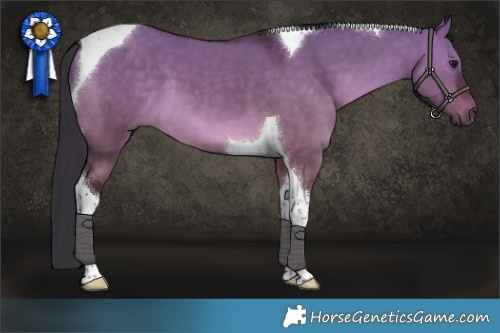 Horse Color:Brown Dun Tobiano 