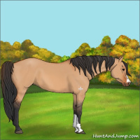 Horse Color:Bay Dun 