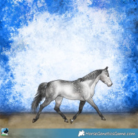 Horse Color:Gray Platinum Buckskin Appaloosa Rabicano
