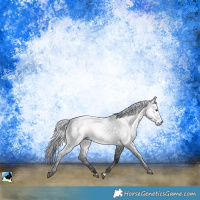 Horse Color:Gray Platinum Buckskin Appaloosa Rabicano 