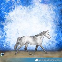 Horse Color:Gray Platinum Buckskin Appaloosa Rabicano 