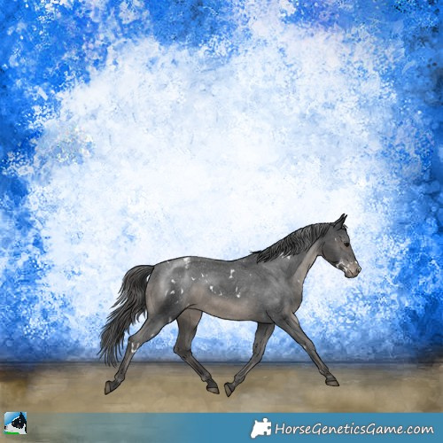 Horse Color:Platinum White Spotted Black Appaloosa Rabicano