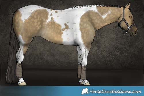 Horse Color:Buckskin Dun Tobiano 