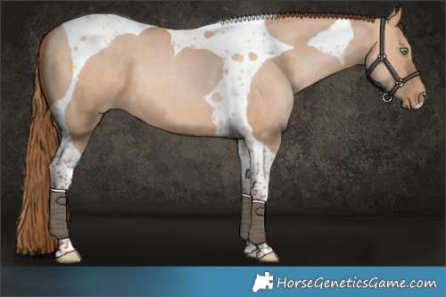 Horse Color:Brown Pearl Dun Tobiano 