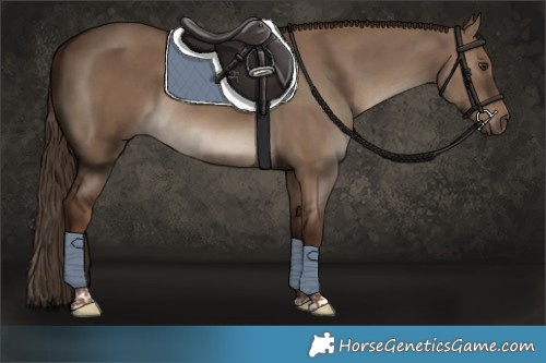 Horse Color:Liver Red Dun Tobiano Rabicano 