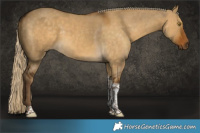 Horse Color:Chocolate Palomino Dun Tobiano 