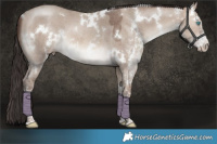 Horse Color:White Spotted Sable Champagne Dun Sabino 