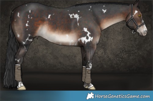 Horse Color:White Spotted Brown Sabino 