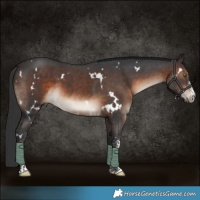 Horse Color:White Spotted Brown Sabino 