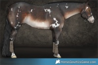 Horse Color:White Spotted Brown Sabino 