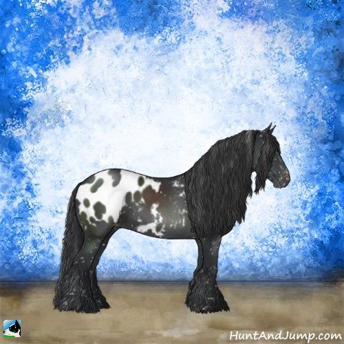 Horse Color:Black Sabino Appaloosa Rabicano 