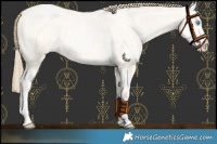 Horse Color:Buckskin Roan Pearl  and Buckskin Roan Pearl Splash 