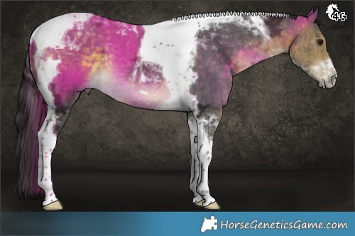 Horse Color:Buckskin Ice Tobiano Rabicano 