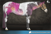 Horse Color:Buckskin Ice Tobiano Rabicano 