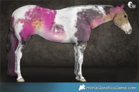 Horse Color:Buckskin Ice Tobiano Rabicano 