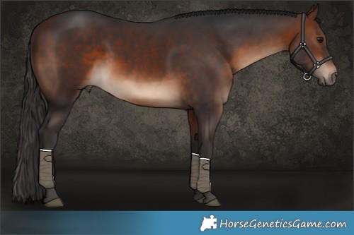 Horse Color:Brown Rabicano 