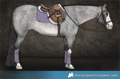 Horse Color:Platinum White Spotted Brown Roan 
