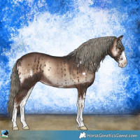 Horse Color:Liver Red Onyx Mushroom Sabino Rabicano 