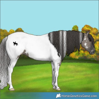 Horse Color:White Spotted Grullo Tobiano Near Fewspot 